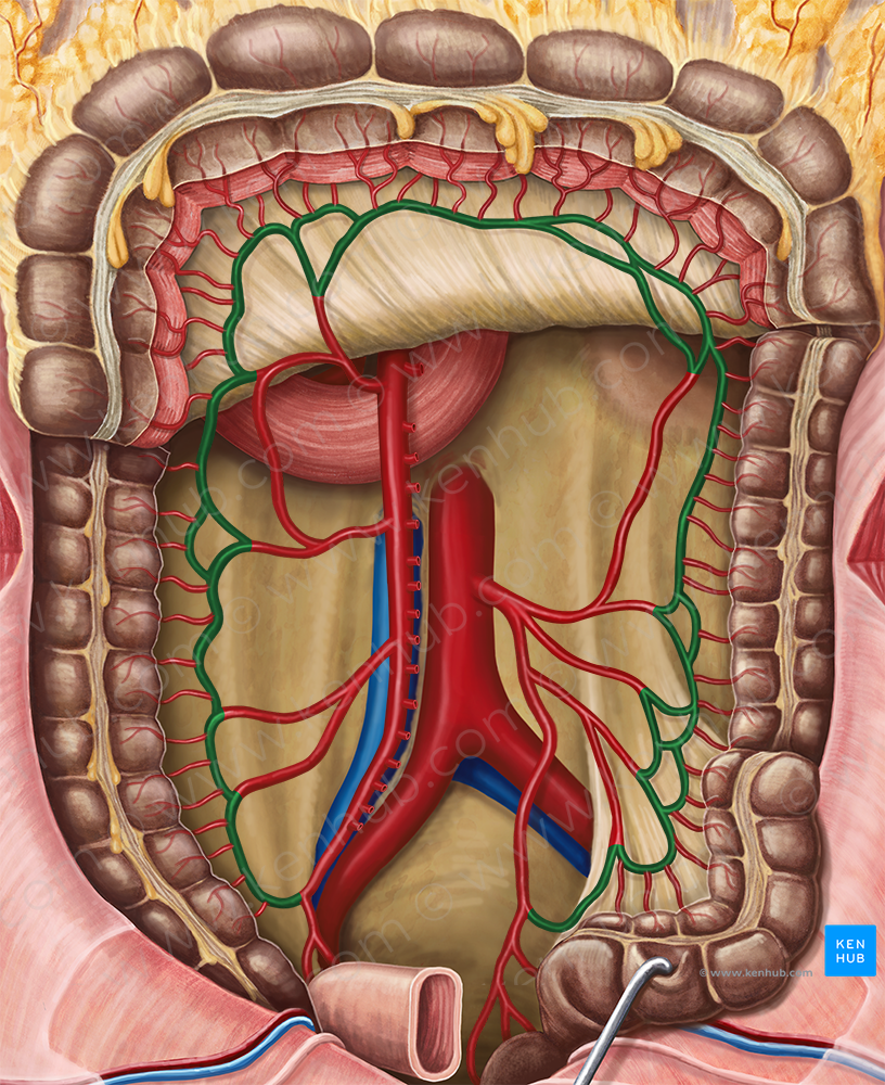 Marginal artery of colon (#1490)