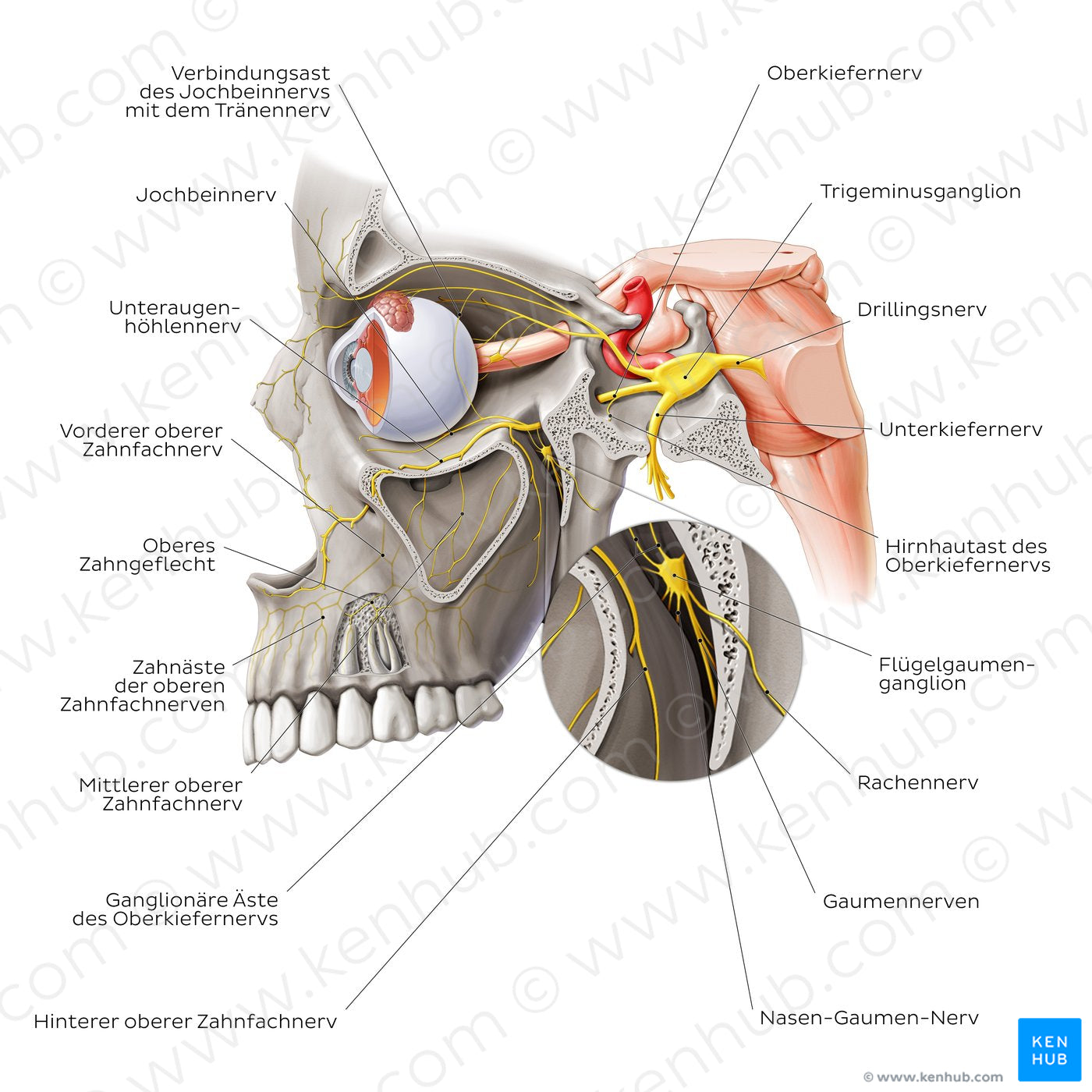 Maxillary nerve (German)