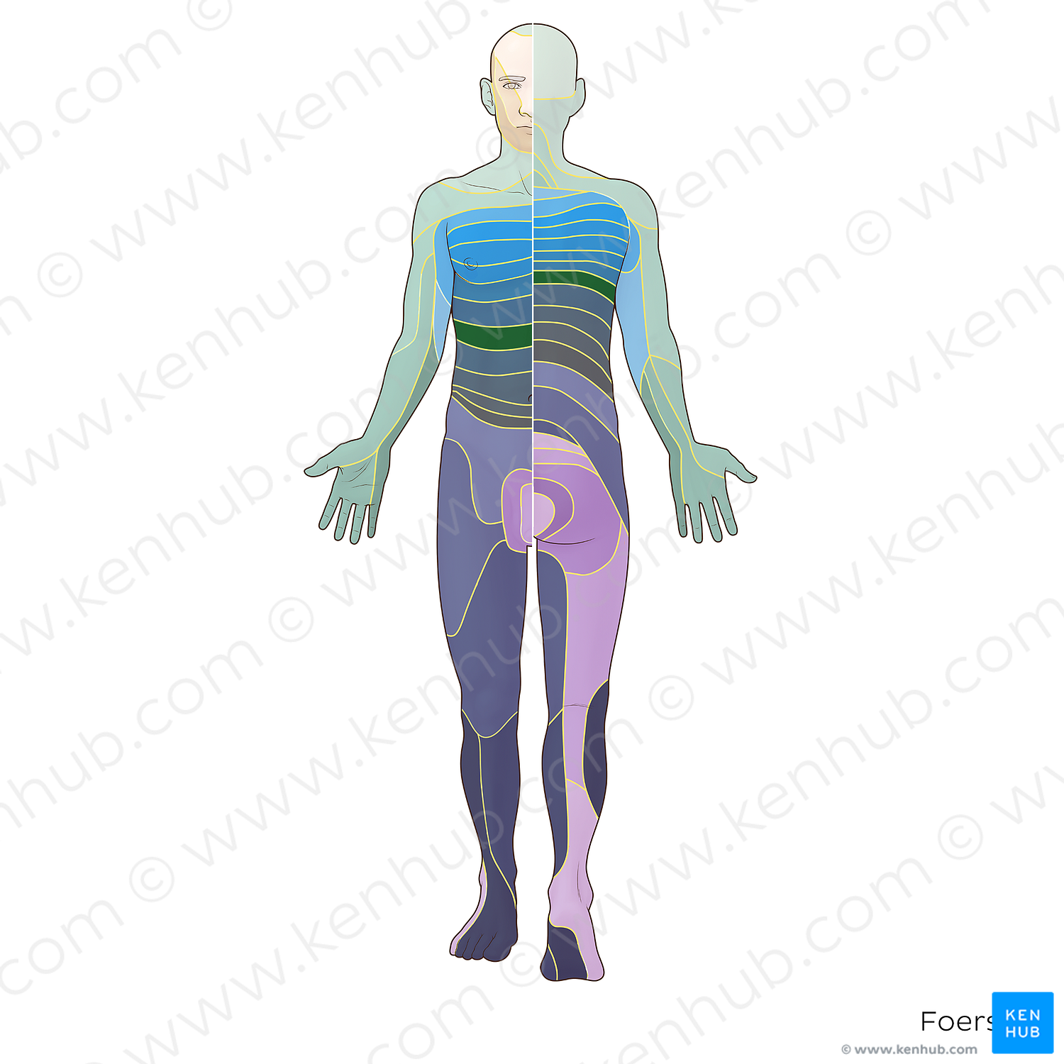 T8 dermatome (#20868)