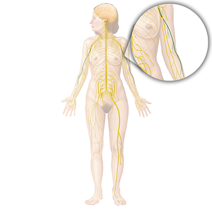 Radial nerve (#6710)