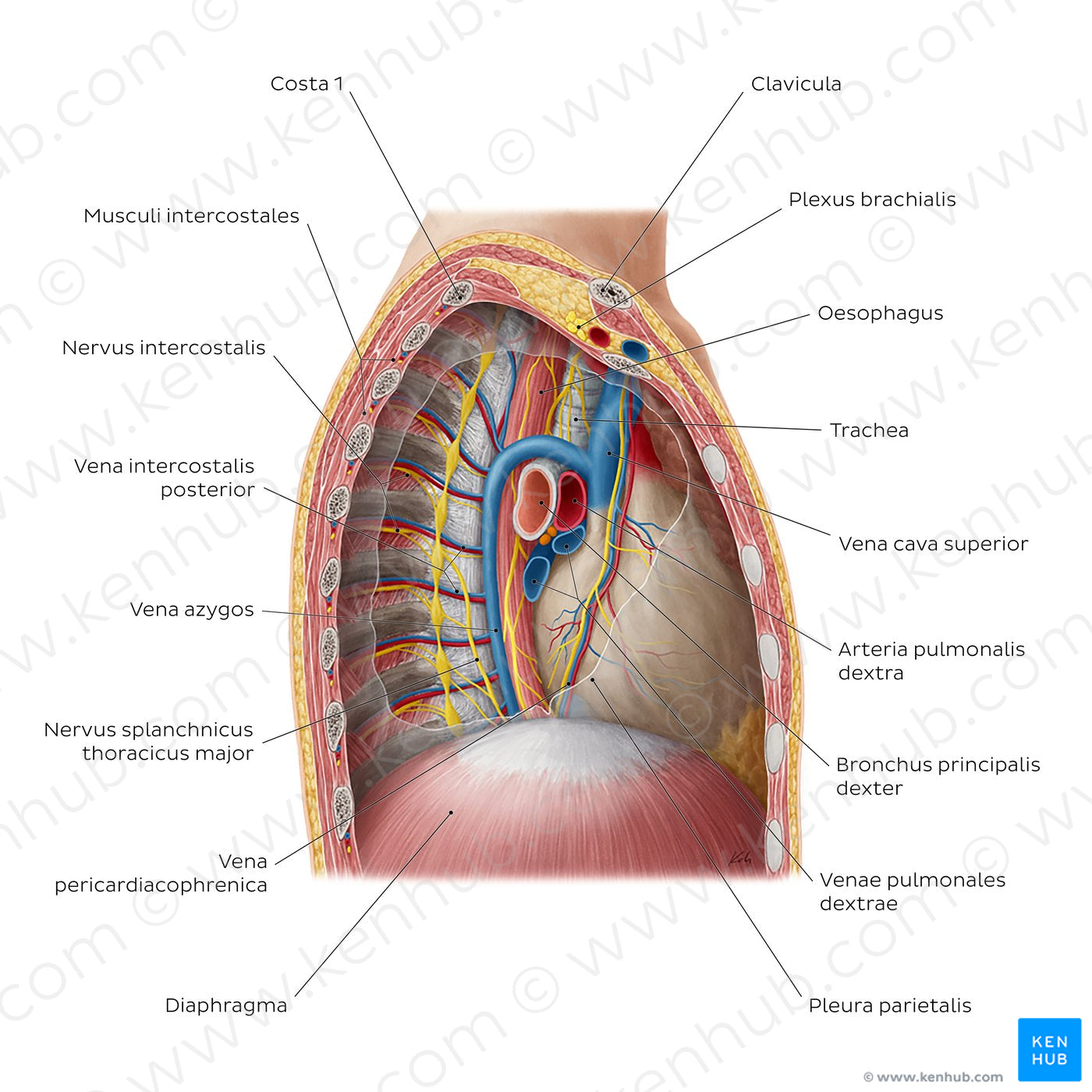 Contents of the mediastinum: Right lateral view (Latin)