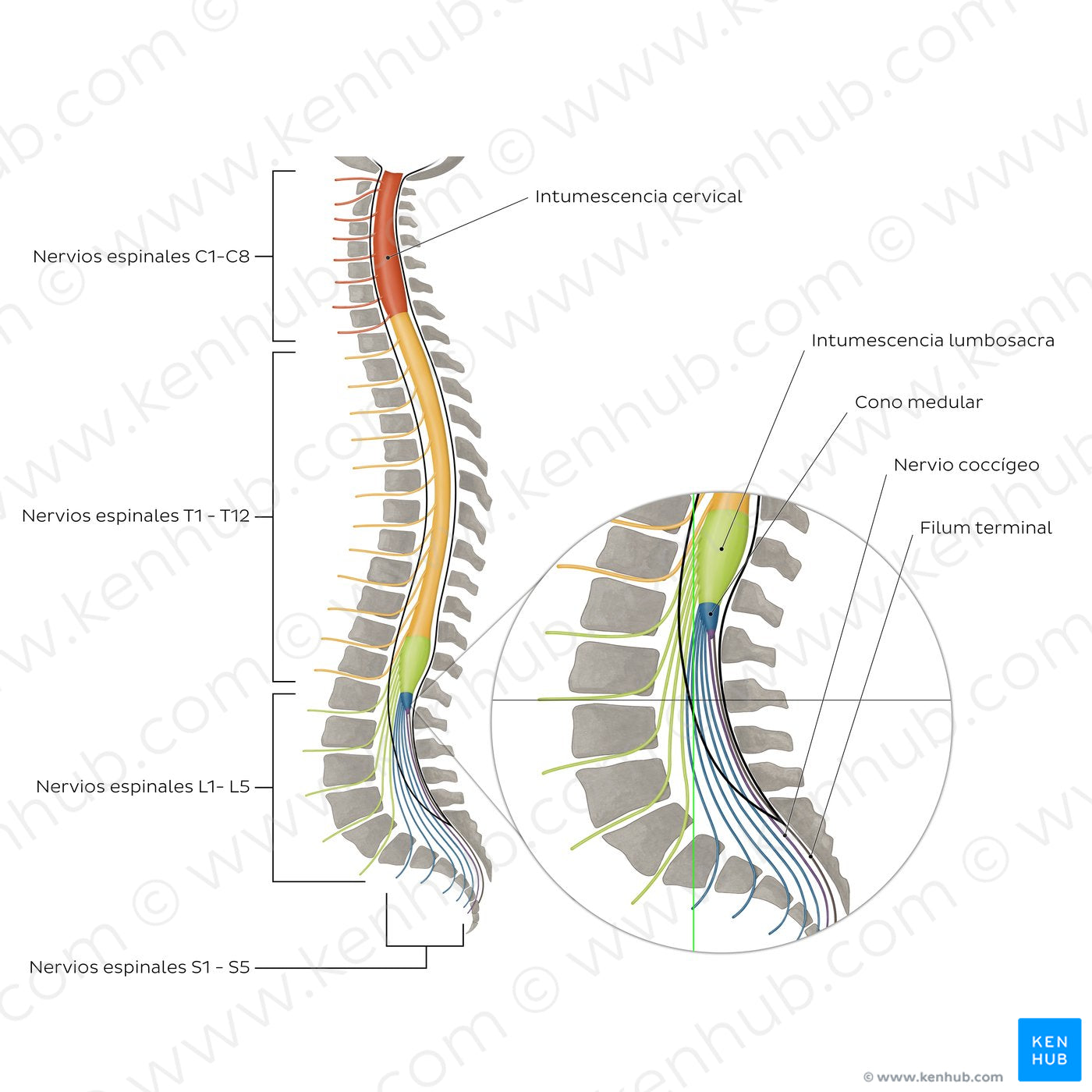 Vertebral column and spinal nerves (Spanish)