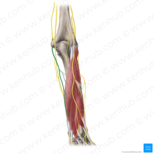 Posterior branch of medial antebrachial cutaneous nerve (#20363)