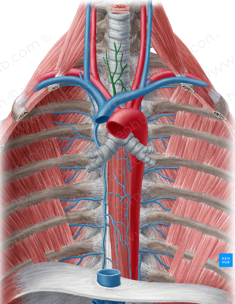 Inferior thyroid vein (#10649)