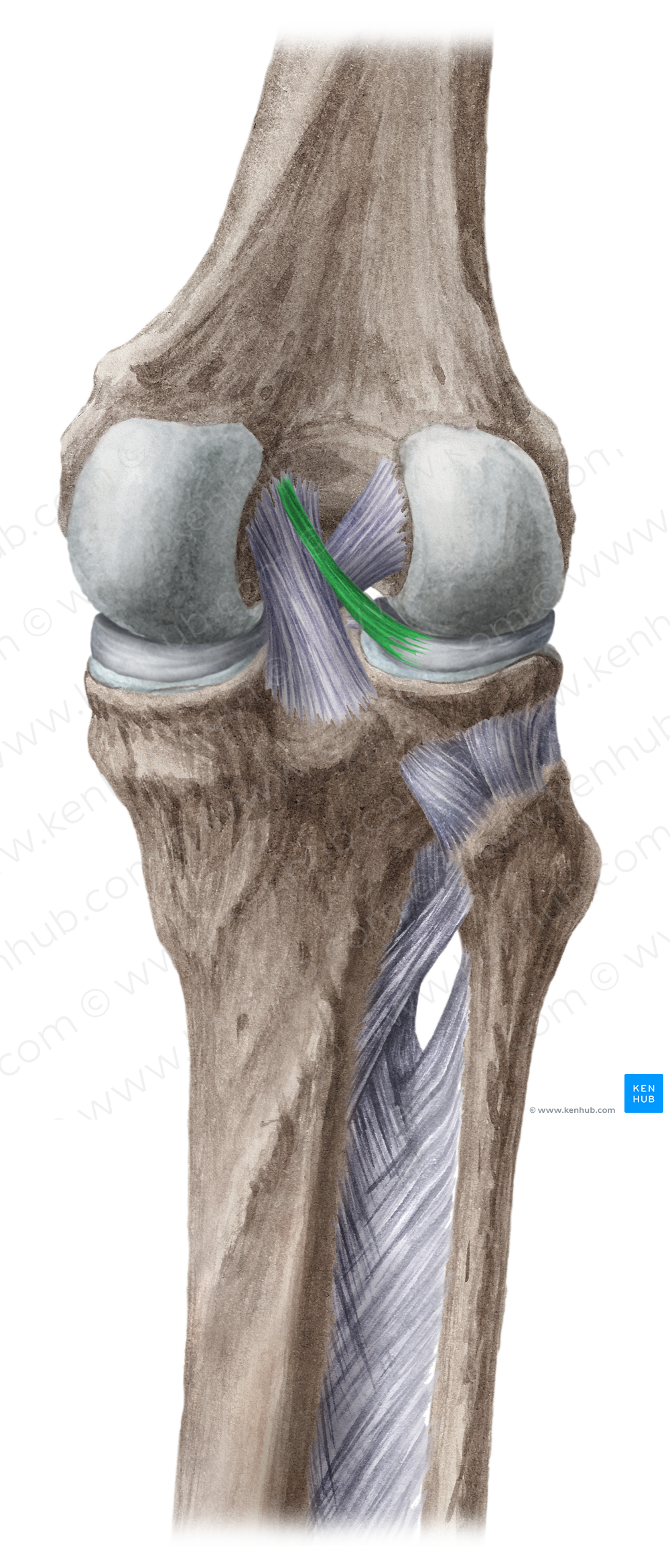 Posterior meniscofemoral ligament (#4577)