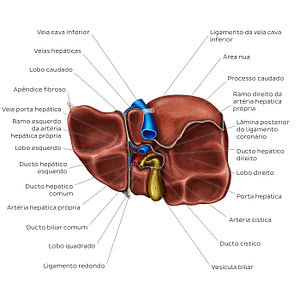 Inferior view of the liver (Portuguese)