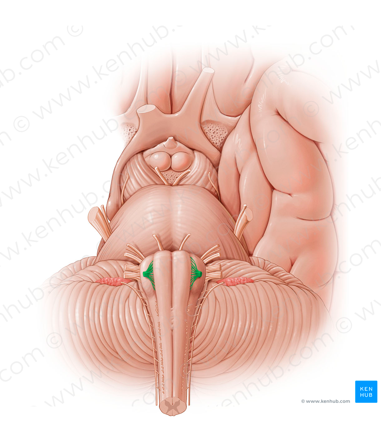 Hypoglossal nerve (#12803)