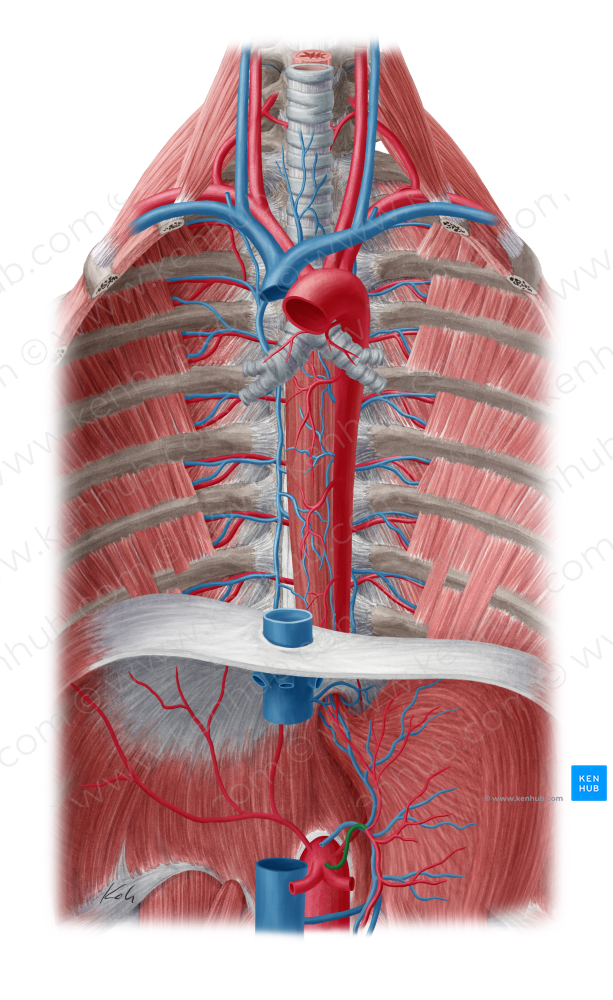 Left gastric artery (#1280)