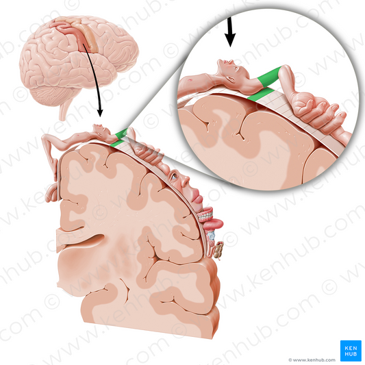 Sensory cortex of arm (#11037)