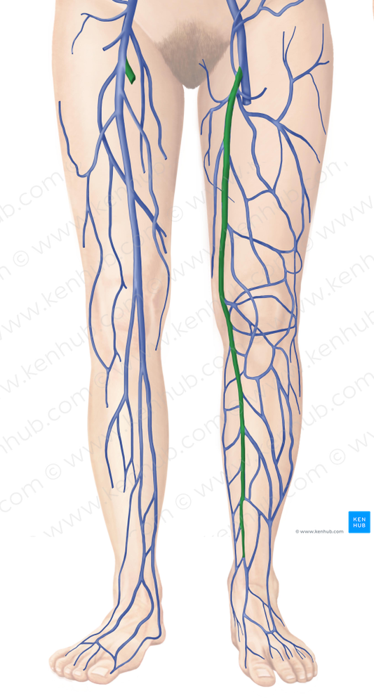 Great saphenous vein (#10562)