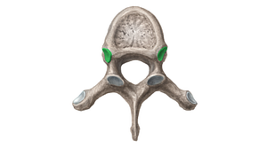 Superior costal facet of vertebra (#3906)