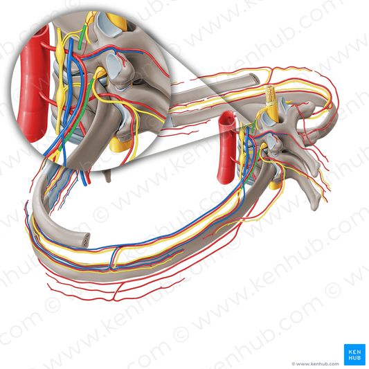Anterior ramus of spinal nerve (#21261)