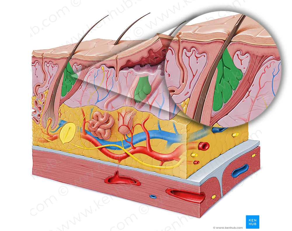 Sebaceous gland (#4105)