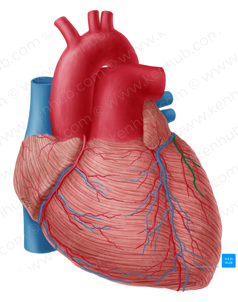 Left marginal vein of heart (#10393)