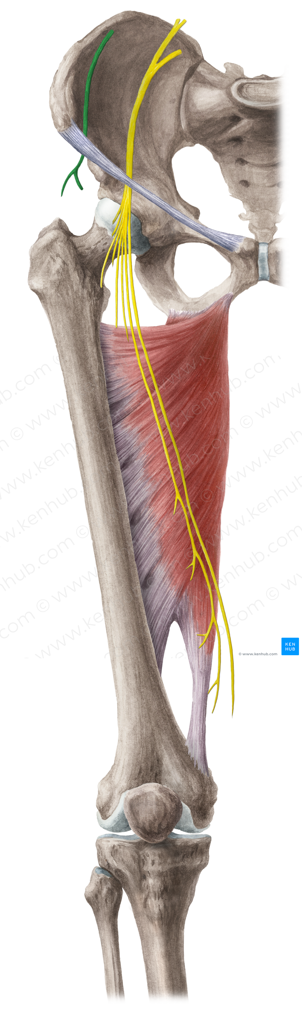 Lateral femoral cutaneous nerve (#6380)