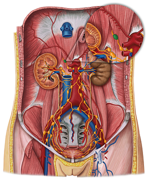 Inferior diaphragmatic lymph nodes (#7084)