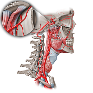 Pharyngeal branch of maxillary artery (#1628)