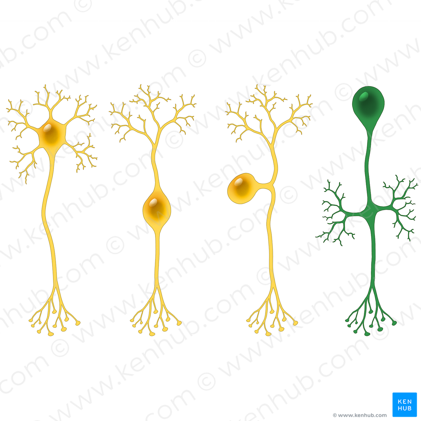 Unipolar neuron (#13512)