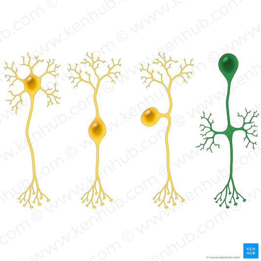 Unipolar neuron (#13512)