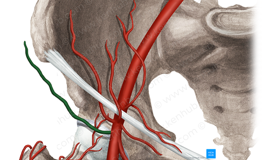 Superficial circumflex iliac artery (#1045)