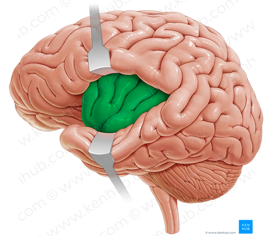 Insular lobe (#4319)