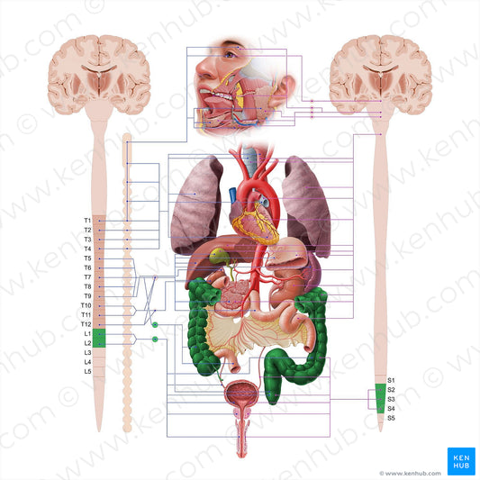 Large intestine (#18570)