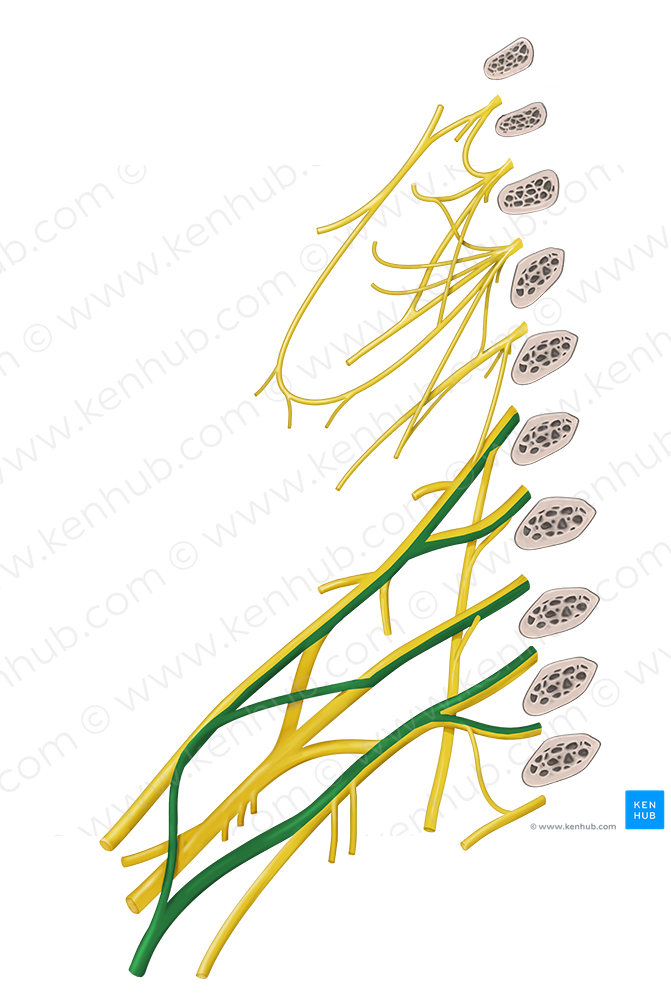 Median nerve (#6566)