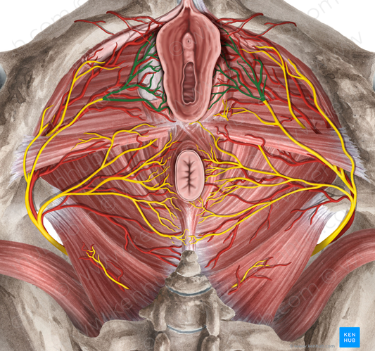 Posterior labial nerves (#6255)