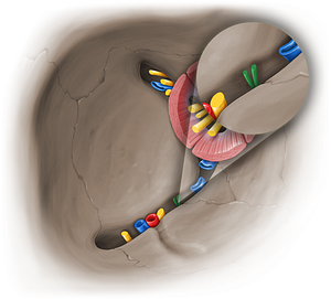 Orbital branches of pterygopalatine ganglion (#19547)