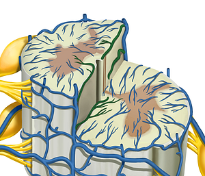 Sulcal veins (#10614)