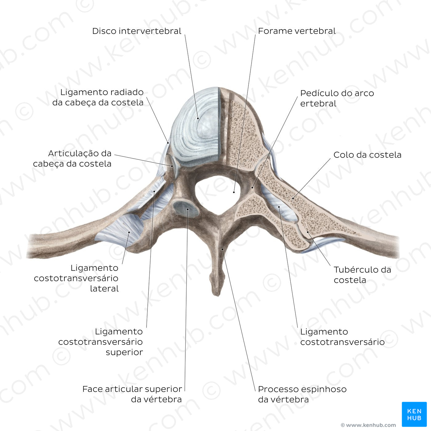 Costovertebral joints (transverse section) (Portuguese)