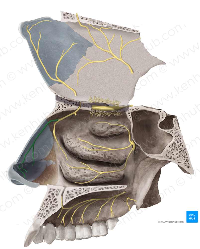 External nasal branch of anterior ethmoidal nerve (#8752)