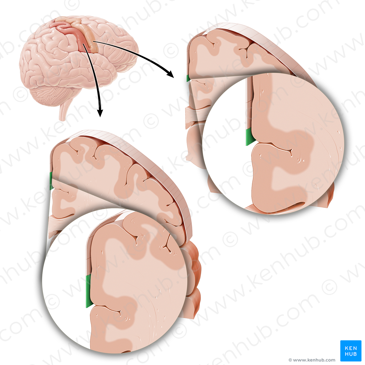 Sensory and motor cortex of genitals (#21219)