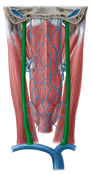Internal jugular vein (#10365)