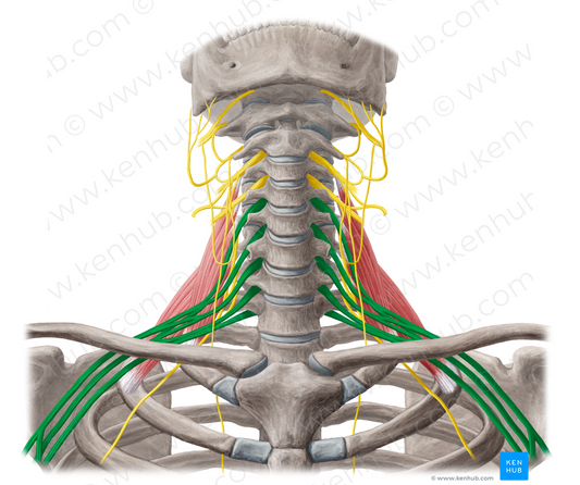 Brachial plexus (#7951)