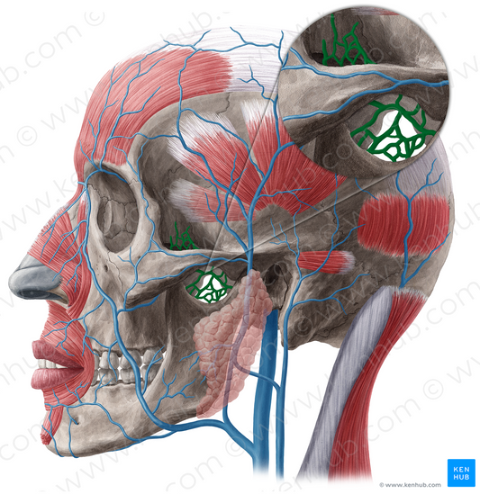 Pterygoid venous plexus (#20517)