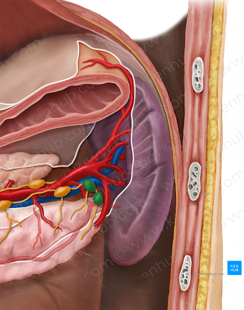 Splenic lymph nodes (#7110)