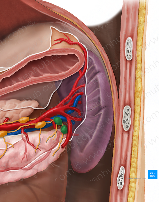 Splenic lymph nodes (#7110)