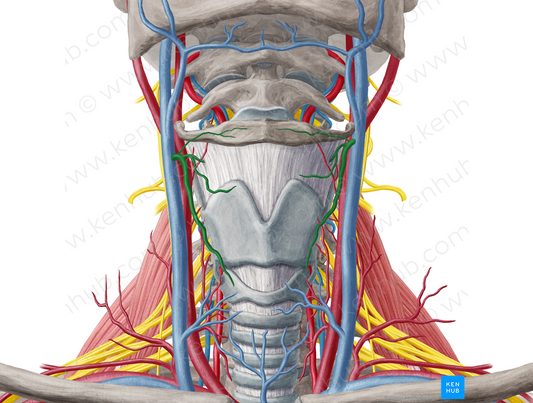 Superior thyroid vein (#10652)