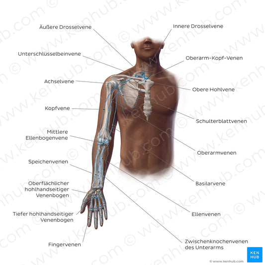 Main veins of the upper limb (German)