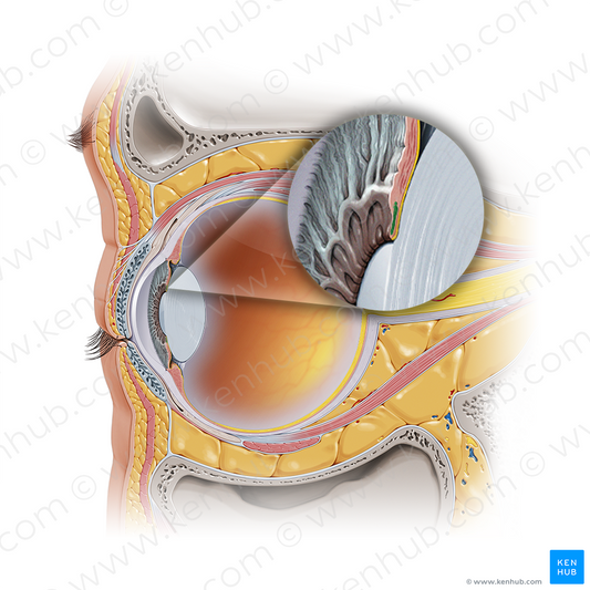 Sphincter pupillae muscle of iris (#20628)