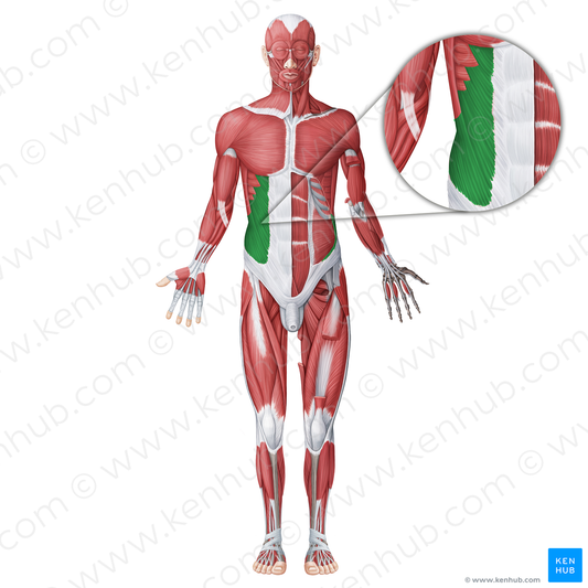 External abdominal oblique muscle (#18669)