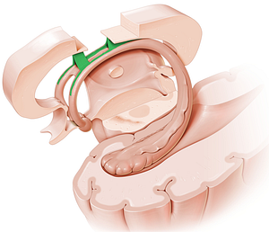 Septum pellucidum (#8991)