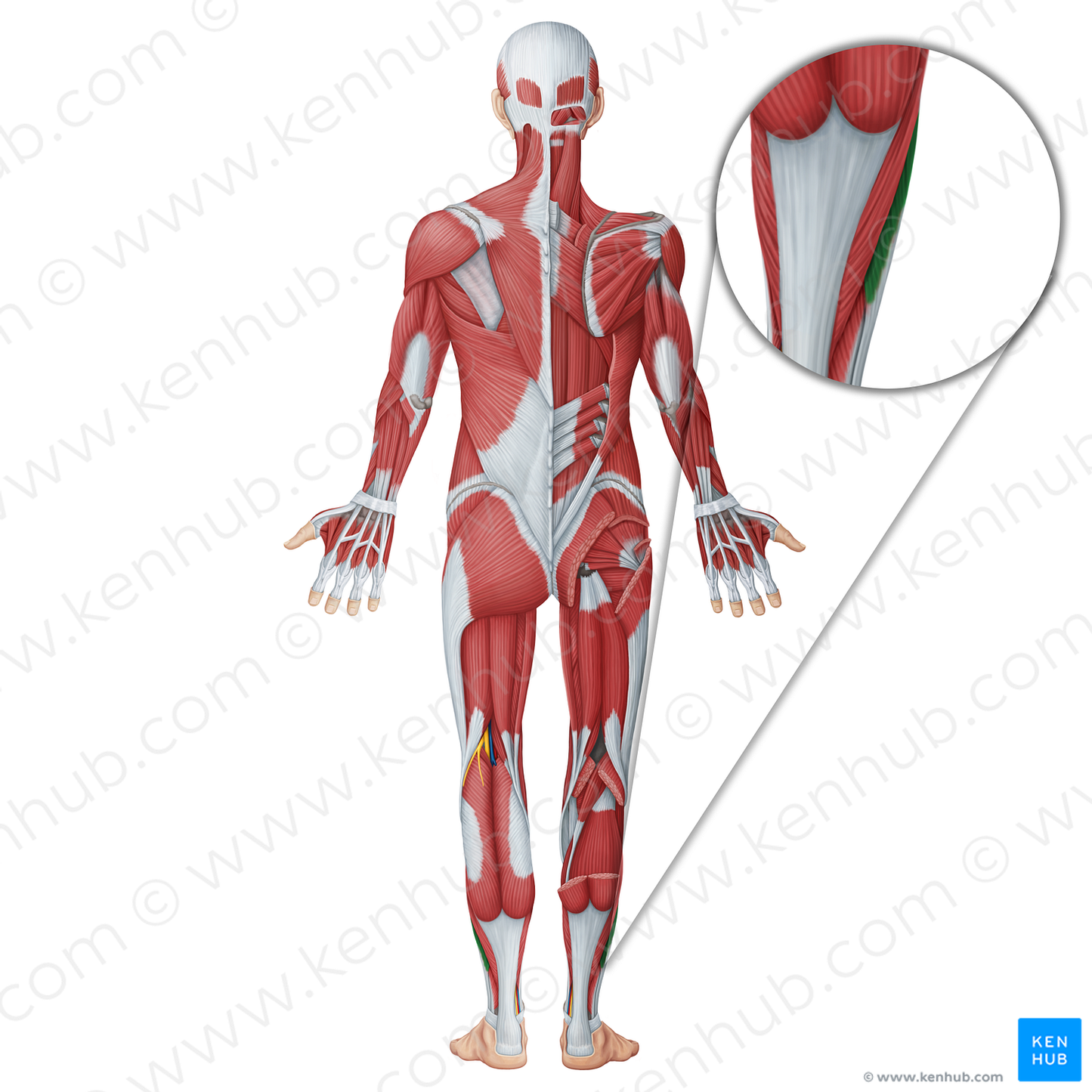 Fibularis longus muscle (#18674)