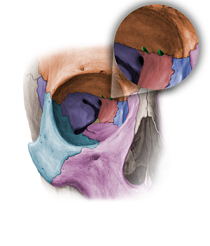 Anterior and posterior ethmoidal foramina (#11354)