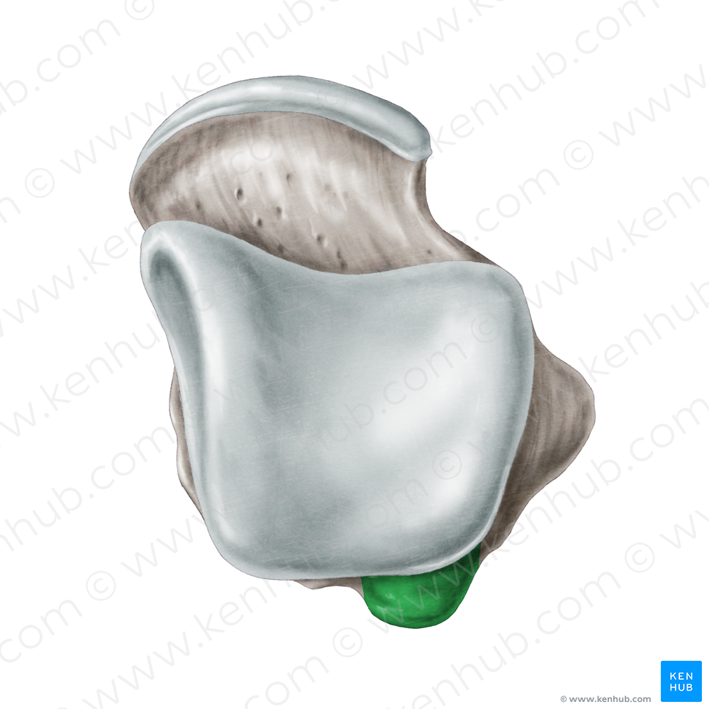 Lateral tubercle of posterior process of talus (#9731)