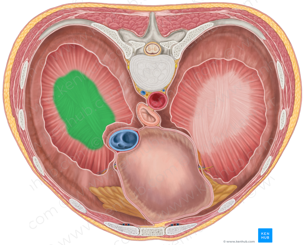 Right central tendon of diaphragm (#2556)