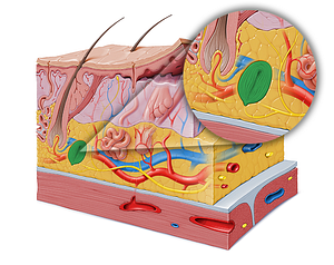 Lamellar (Pacinian) corpuscle (#2918)