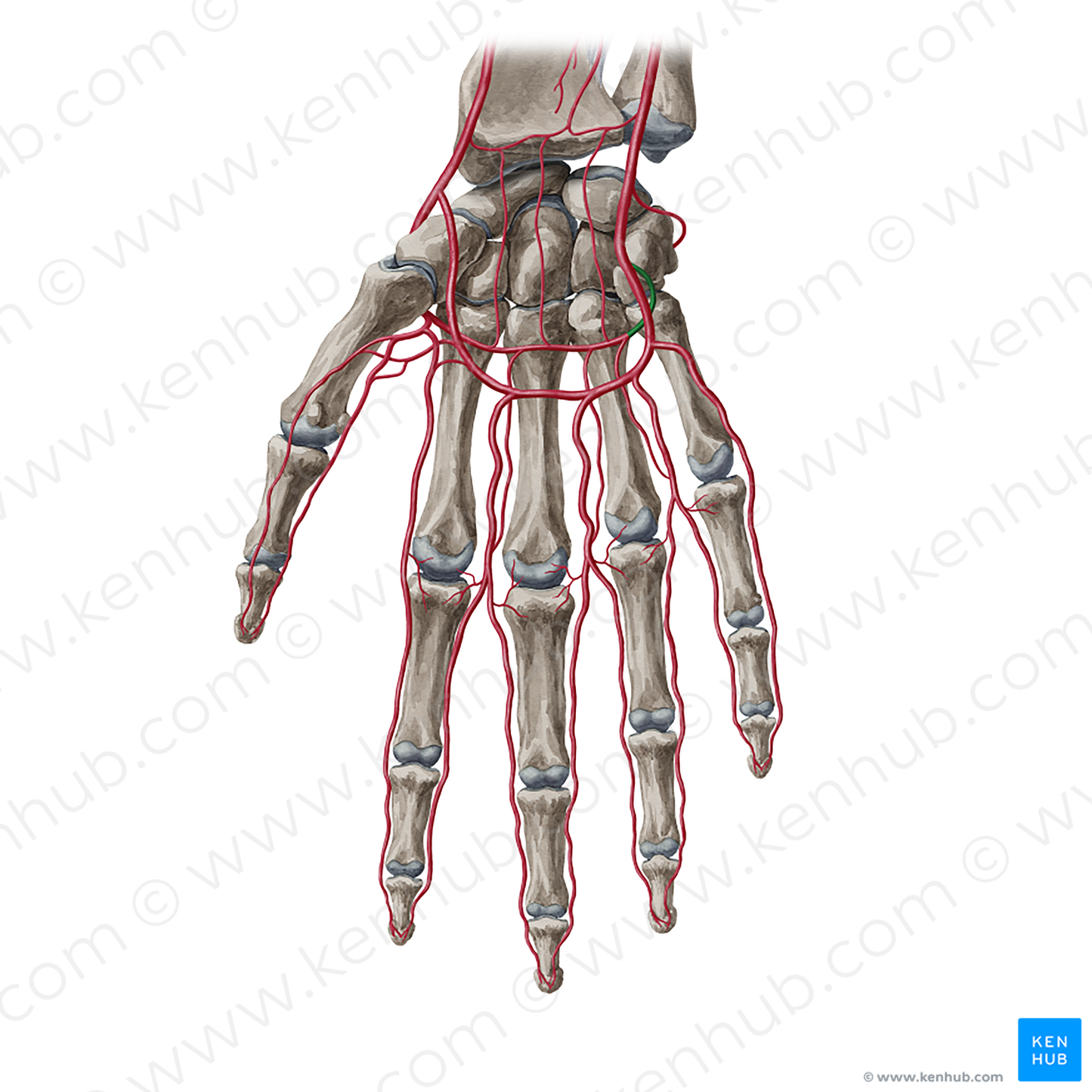 Deep palmar branch of ulnar artery (#20416)