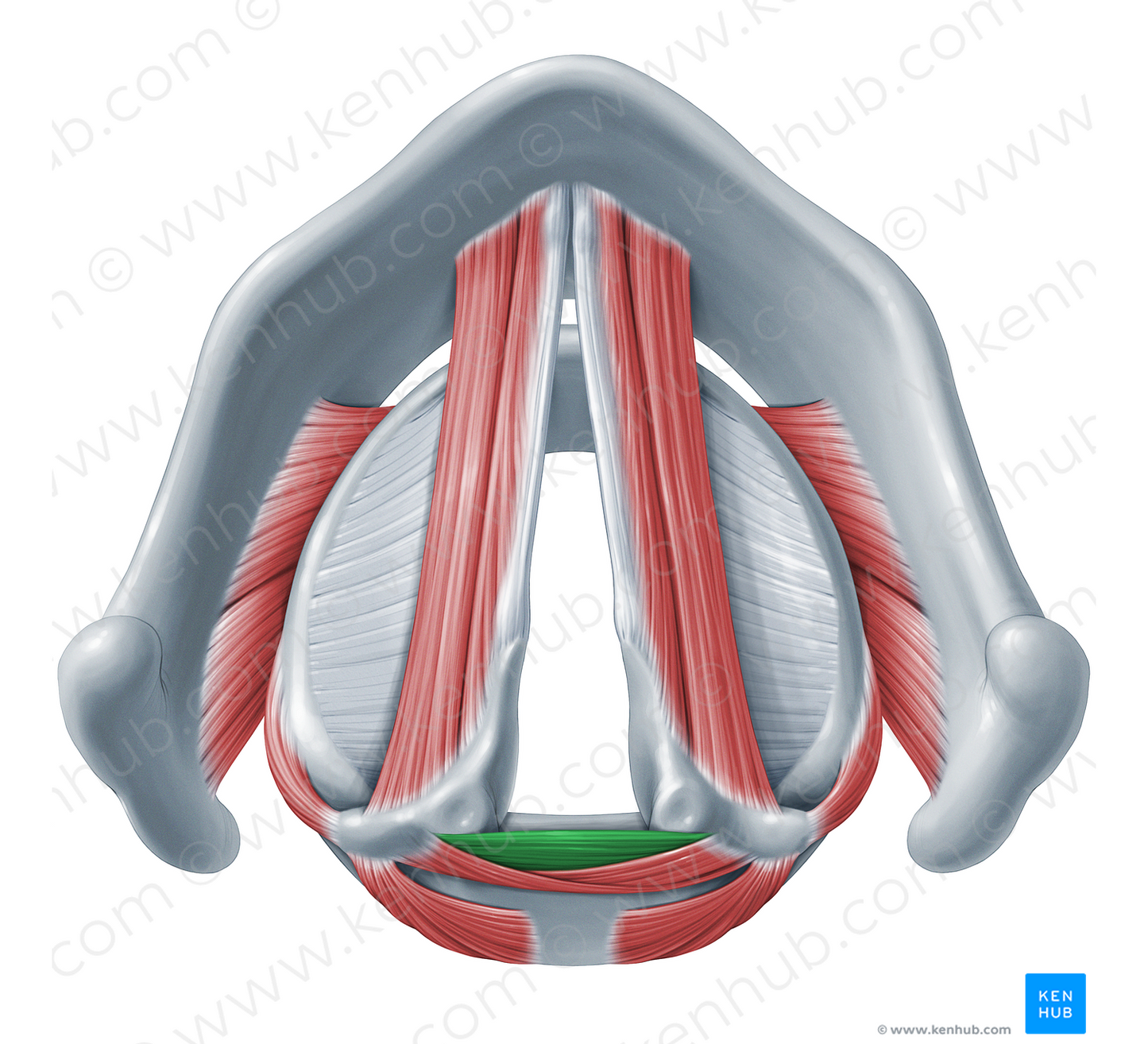 Transverse arytenoid muscle (#18334)